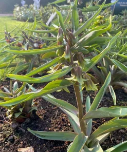 Fritillaria 'Green Eyes' Persian Lily Bulbs - 20/+ cm, Unique Green-Yellow Blooms - Image 2