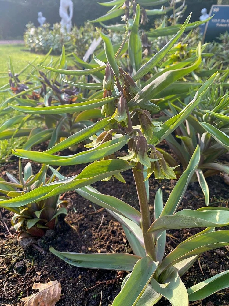 Fritillaria 'Green Eyes' Persian Lily Bulbs - 20/+ cm, Unique Green-Yellow Blooms - Image 2
