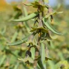 Fritillaria 'Green Eyes' Persian Lily Bulbs - 20/+ cm, Unique Green-Yellow Blooms - Image 1