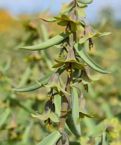 Fritillaria 'Green Eyes' Persian Lily Bulbs - 20/+ cm, Unique Green-Yellow Blooms - Image 1
