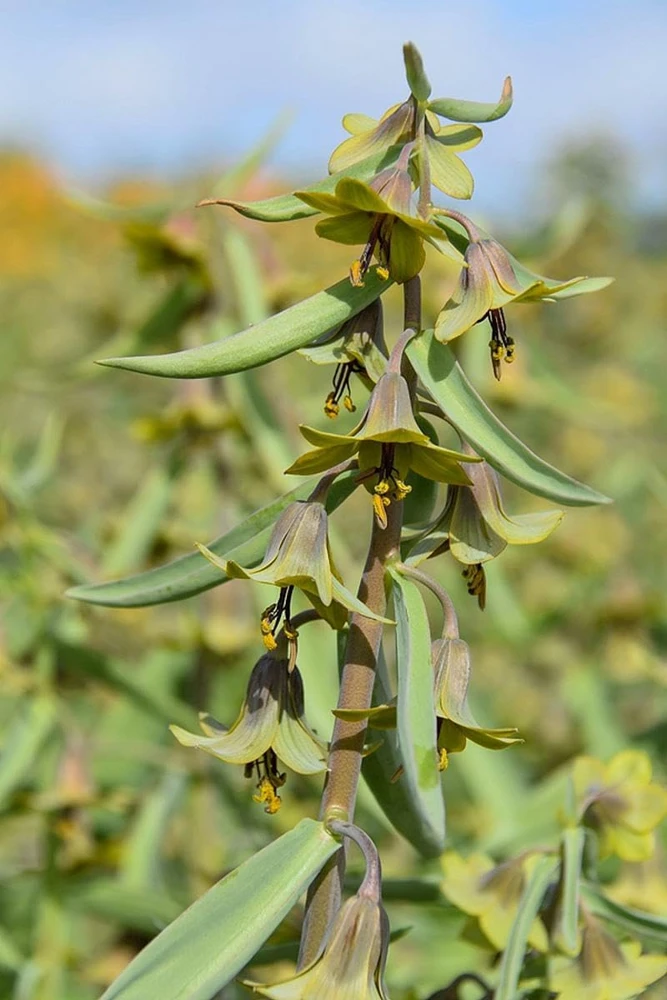 Fritillaria 'Green Eyes' Persian Lily Bulbs - 20/+ cm, Unique Green-Yellow Blooms - Image 1