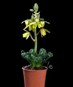 Frizzle Sizzle Plant Live - Corkscrew Albuca Succulent - 4" Pot - Image 2