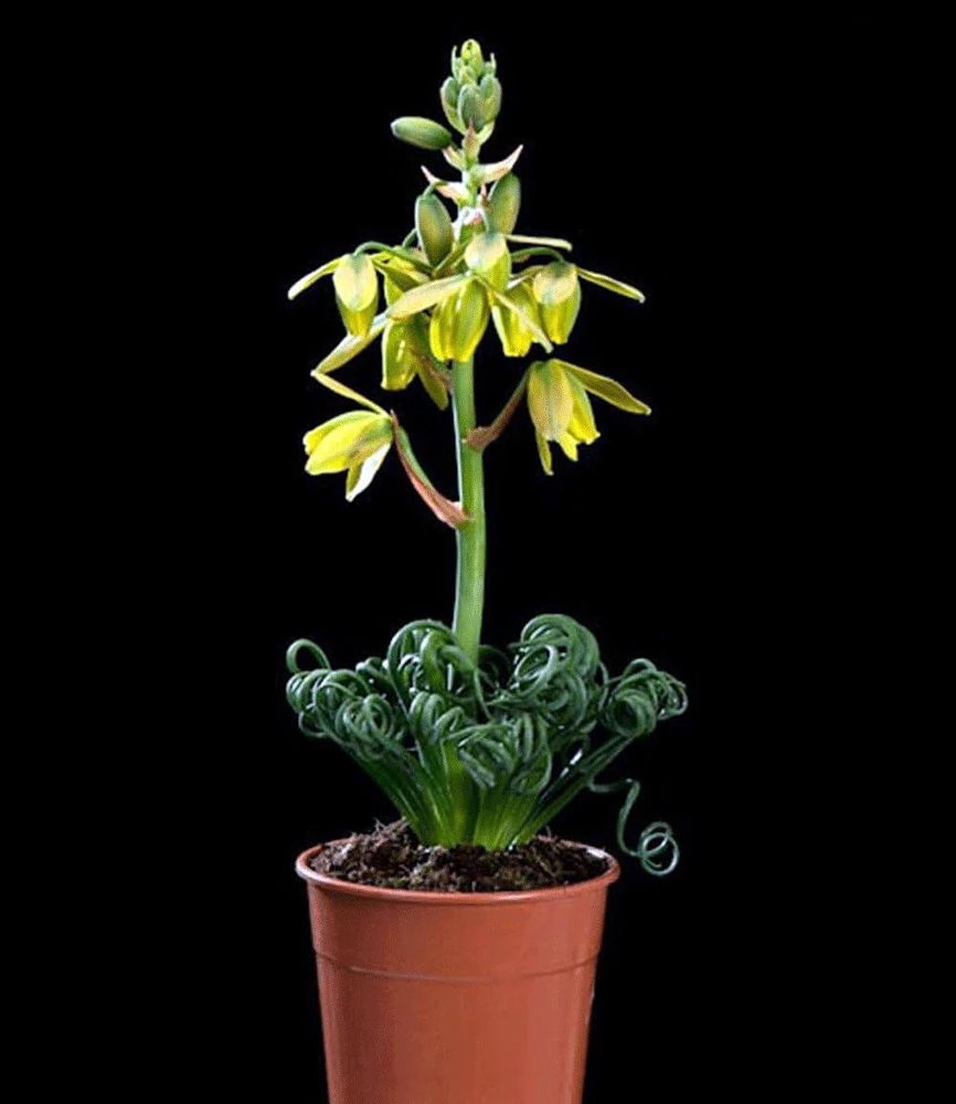 Frizzle Sizzle Plant Live - Corkscrew Albuca Succulent - 4" Pot - Image 2