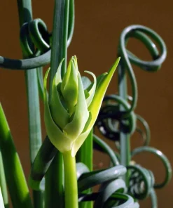 Frizzle Sizzle Plant Live - Corkscrew Albuca Succulent - 4