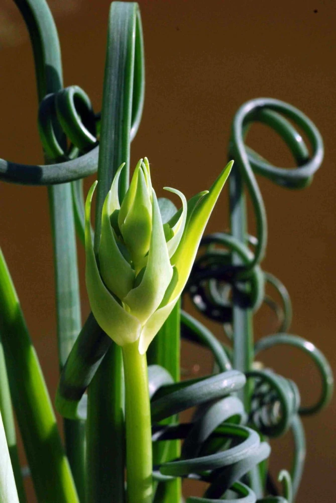 Frizzle Sizzle Plant Live - Corkscrew Albuca Succulent - 4" Pot - Image 3