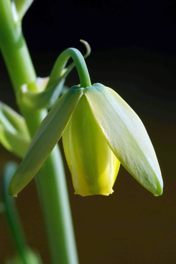 Frizzle Sizzle Plant Live - Corkscrew Albuca Succulent - 4" Pot - Image 4