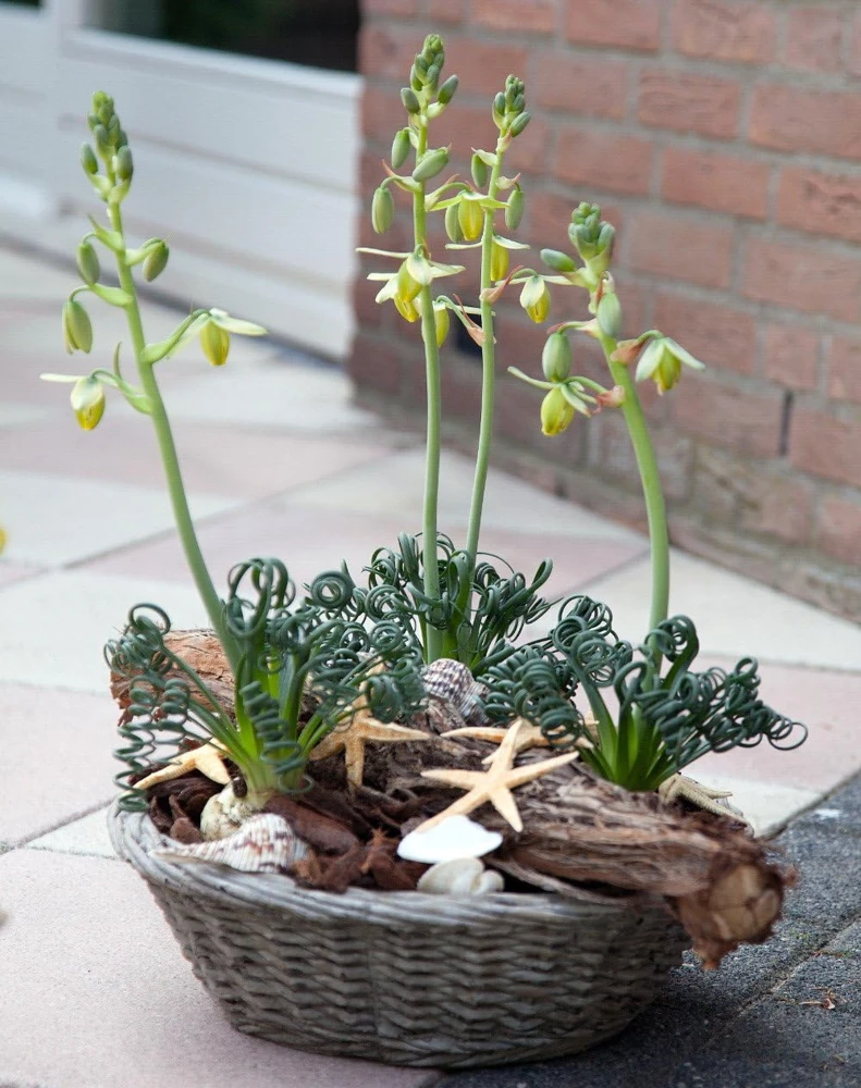 Frizzle Sizzle Plant Live - Corkscrew Albuca Succulent - 4" Pot - Image 5