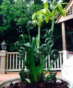 Frizzle Sizzle Plant Live - Corkscrew Albuca Succulent - 4