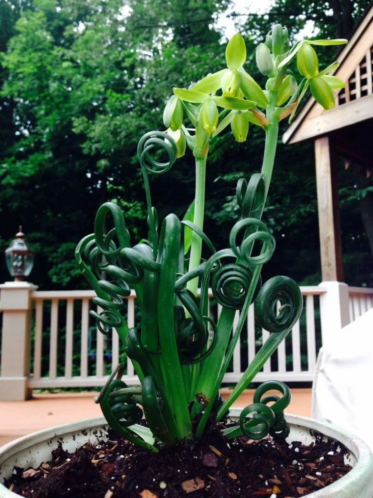 Frizzle Sizzle Plant Live - Corkscrew Albuca Succulent - 4" Pot - Image 6