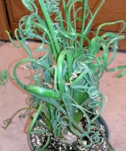 Frizzle Sizzle Plant Live - Corkscrew Albuca Succulent - 4