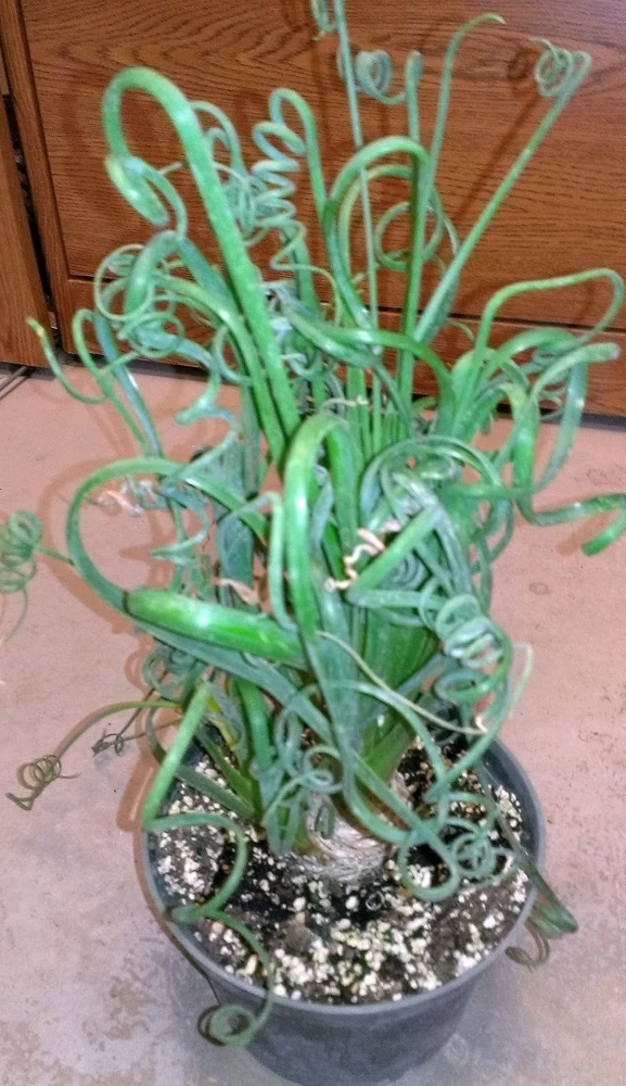 Frizzle Sizzle Plant Live - Corkscrew Albuca Succulent - 4" Pot - Image 7