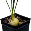 Frizzle Sizzle Plant Live - Corkscrew Albuca Succulent - 4" Pot - Image 1