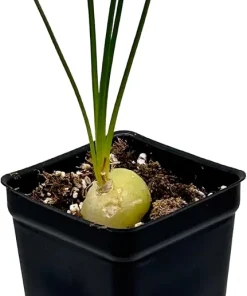 Frizzle Sizzle Plant Live - Corkscrew Albuca Succulent - 4