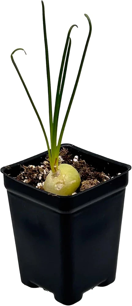 Frizzle Sizzle Plant Live - Corkscrew Albuca Succulent - 4" Pot - Image 1