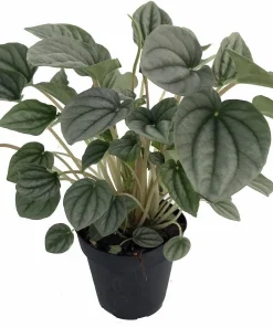 Frost Peperomia Live Plant – 4 inch Pot – Dwarf Indoor Houseplant - Image 2