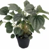 Frost Peperomia Live Plant – 4 inch Pot – Dwarf Indoor Houseplant - Image 1
