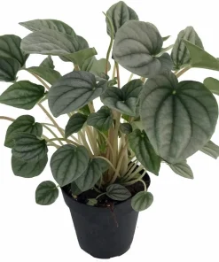 Frost Peperomia Live Plant – 4 inch Pot – Dwarf Indoor Houseplant - Image 1
