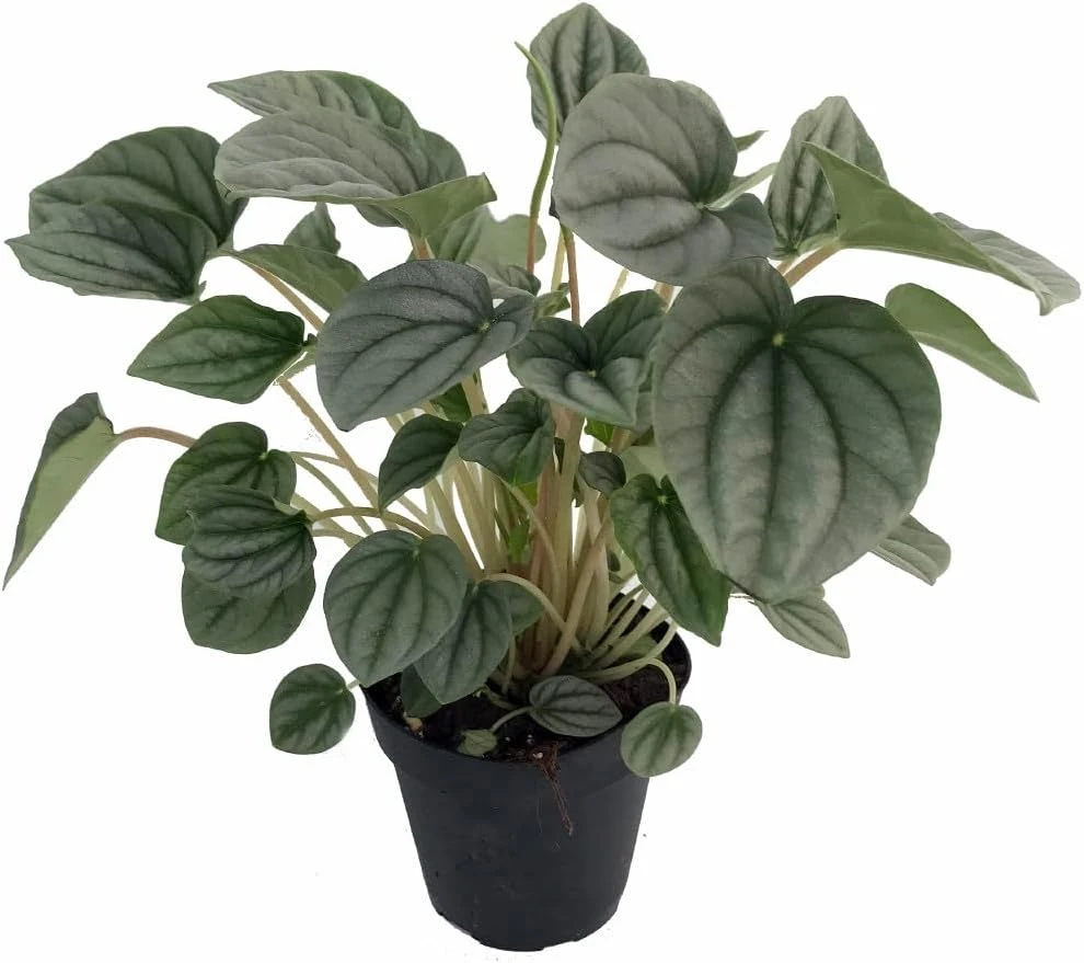 Frost Peperomia Live Plant – 4 inch Pot – Dwarf Indoor Houseplant - Image 1