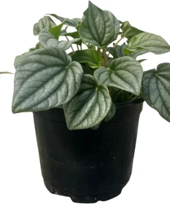 Frost Peperomia Live Plant – Potted Houseplant – 6 inch Pot – Indoor - Image 2