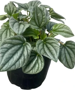 Frost Peperomia Live Plant – Potted Houseplant – 6 inch Pot – Indoor - Image 3