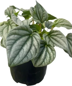 Frost Peperomia Live Plant – Potted Houseplant – 6 inch Pot – Indoor - Image 4