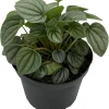 Frost Peperomia Live Plant – Potted Houseplant – 6 inch Pot – Indoor - Image 1