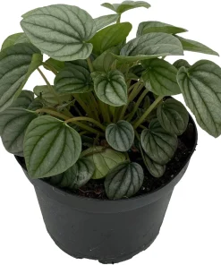 Frost Peperomia Live Plant – Potted Houseplant – 6 inch Pot – Indoor - Image 1