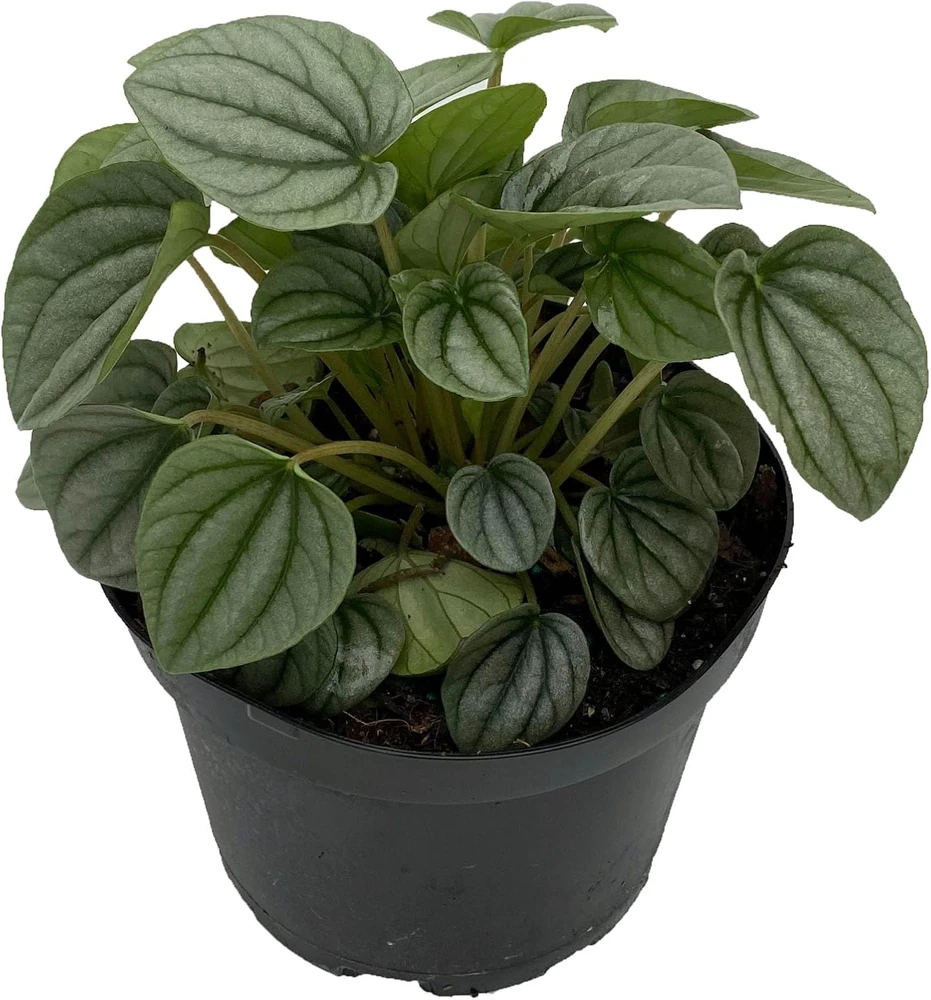 Frost Peperomia Live Plant – Potted Houseplant – 6 inch Pot – Indoor - Image 1