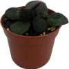 Frosted Jade Asian Violet Live Plant - Primulina pseudoyungfuensis - 2.5" Pot Indoor - Image 1