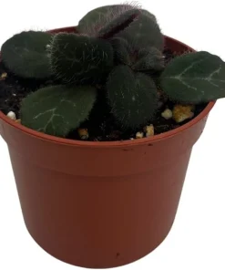Frosted Jade Asian Violet Live Plant - Primulina pseudoyungfuensis - 2.5