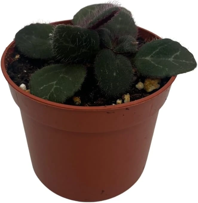 Frosted Jade Asian Violet Live Plant - Primulina pseudoyungfuensis - 2.5" Pot Indoor - Image 1