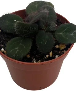 Frosted Jade Asian Violet Live Plant - Primulina pseudoyungfuensis - 2.5" Pot Indoor - Image 2