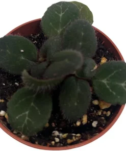 Frosted Jade Asian Violet Live Plant - Primulina pseudoyungfuensis - 2.5