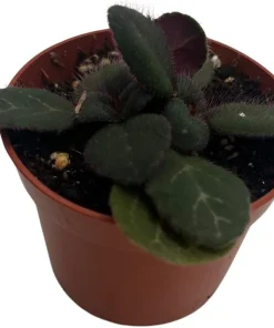 Frosted Jade Asian Violet Live Plant - Primulina pseudoyungfuensis - 2.5