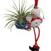 Frosty the Snowman Air Plant - Tillandsia Live Plant - Living Christmas Ornament - Image 1