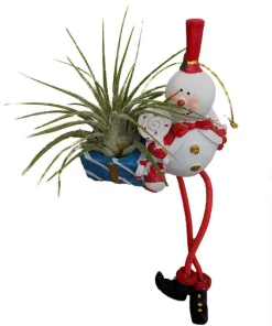 Frosty the Snowman Air Plant - Tillandsia Live Plant - Living Christmas Ornament - Image 1