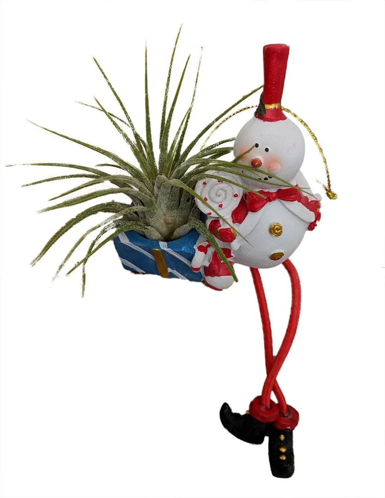 Frosty the Snowman Air Plant - Tillandsia Live Plant - Living Christmas Ornament - Image 1