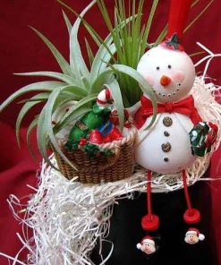 Frosty the Snowman Air Plant - Tillandsia Live Plant - Living Christmas Ornament - Image 2
