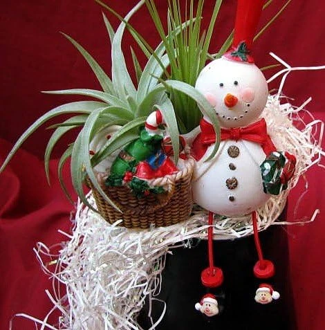 Frosty the Snowman Air Plant - Tillandsia Live Plant - Living Christmas Ornament - Image 2