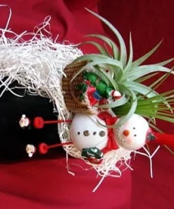 Frosty the Snowman Air Plant - Tillandsia Live Plant - Living Christmas Ornament - Image 3