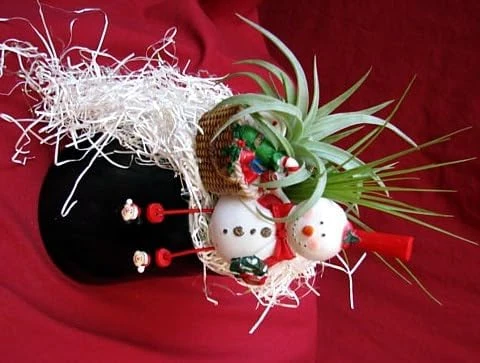 Frosty the Snowman Air Plant - Tillandsia Live Plant - Living Christmas Ornament - Image 3