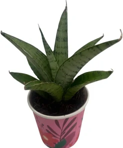 Frozen Rose Snake Plant - Sansevieria Live Plant - 2 Inch Pot - Indoor - Image 2