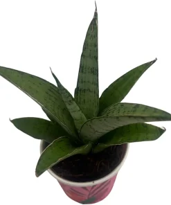 Frozen Rose Snake Plant - Sansevieria Live Plant - 2 Inch Pot - Indoor - Image 3