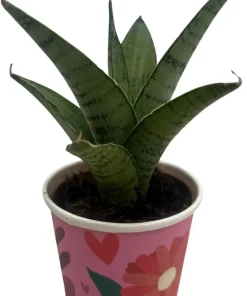 Frozen Rose Snake Plant - Sansevieria Live Plant - 2 Inch Pot - Indoor - Image 4