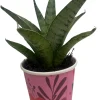 Frozen Rose Snake Plant - Sansevieria Live Plant - 2 Inch Pot - Indoor - Image 1