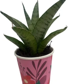 Frozen Rose Snake Plant - Sansevieria Live Plant - 2 Inch Pot - Indoor - Image 1