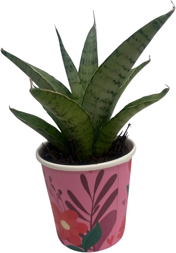Frozen Rose Snake Plant - Sansevieria Live Plant - 2 Inch Pot - Indoor - Image 1