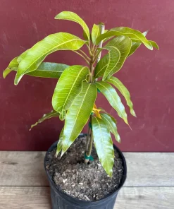 Fruit Punch Mango Tree, grafted in 3 gallons pot, No Ship to HI - Image 2