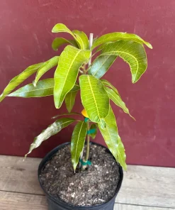 Fruit Punch Mango Tree, grafted in 3 gallons pot, No Ship to HI - Image 3