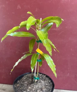Fruit Punch Mango Tree, grafted in 3 gallons pot, No Ship to HI - Image 4